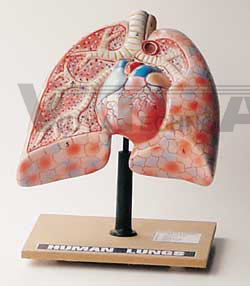 Lungs with Heart